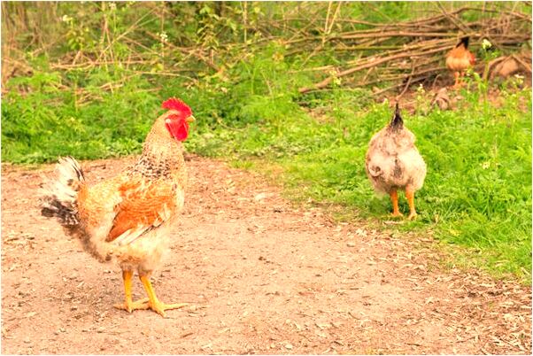 夢到被追趕撞到牆上意味著什麼_周公解夢官網
