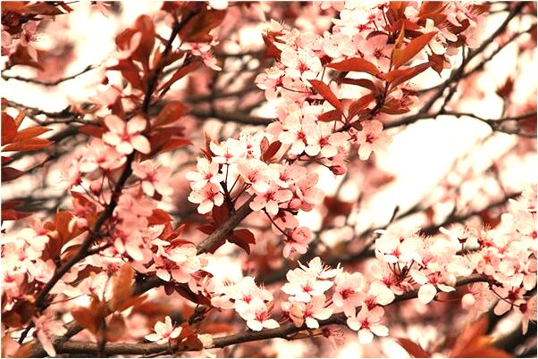夢到飛去香港意味什麼_周公解夢官網
