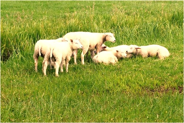 夢到和十八羅漢對戰是凶兆還是吉兆_周公解夢官網