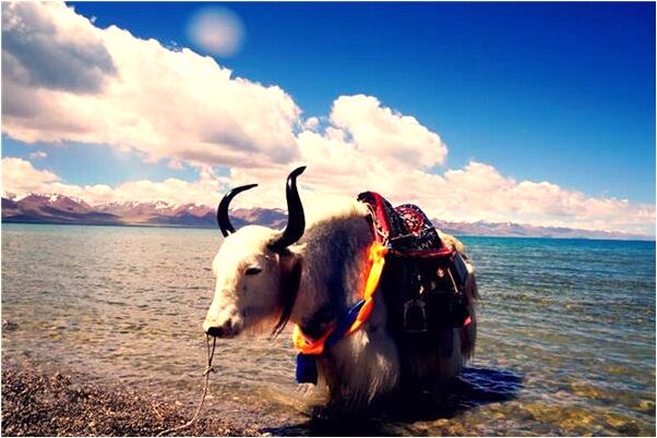 夢到兩個白老虎進家是好是壞_周公解夢官網