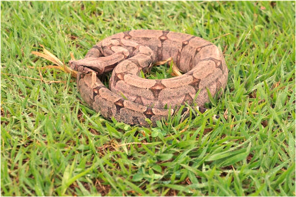 夢見黑黃相間大蛇盤在水中怎么回事_周公解夢官網