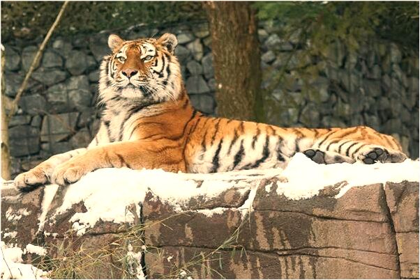 夢到夢與情人打架有何寓意_周公解夢官網