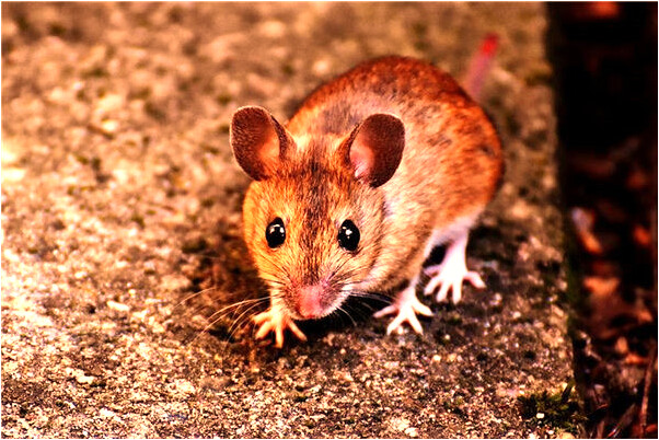 夢到我搶到錢是什麼徵兆_周公解夢官網