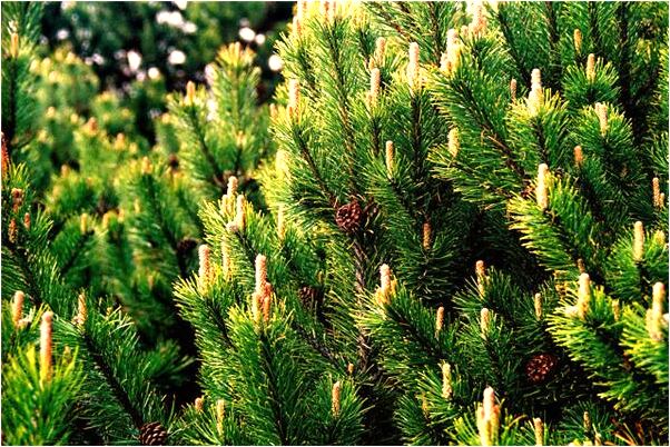 夢到豬八戒抓我的預兆_周公解夢官網