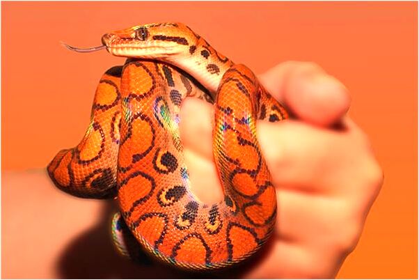 夢見自己很厲害預示了什麼_周公解夢官網