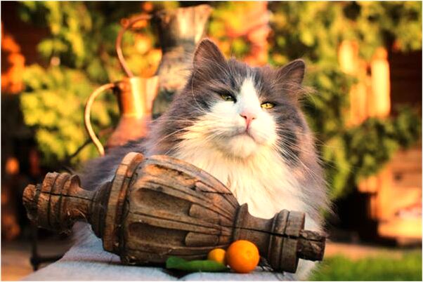 夢到很多蛇出動是什麼預兆？_周公解夢官網