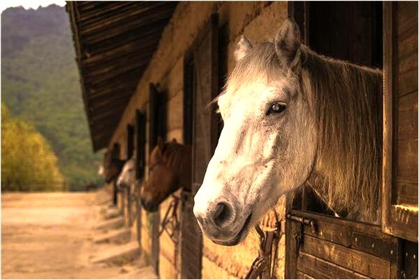 夢到眾親叛離有什麼意思嗎_周公解夢官網