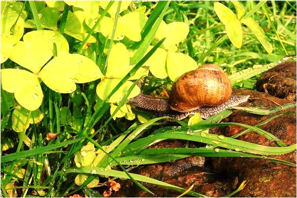 夢見老師把學生累死了會是什麼預兆_周公解夢官網