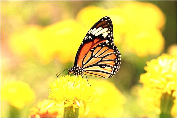 夢到明星父親預示什麼_周公解夢官網