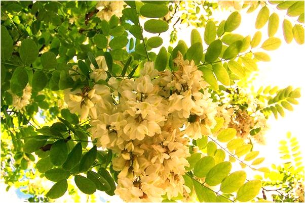 夢到了抱雞肉睡著了雞死了有什麼說法_周公解夢官網