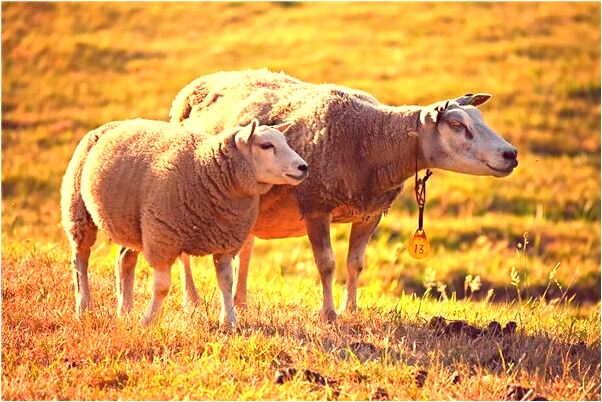 夢到牙齒中間開裂是凶兆還是吉兆_周公解夢官網