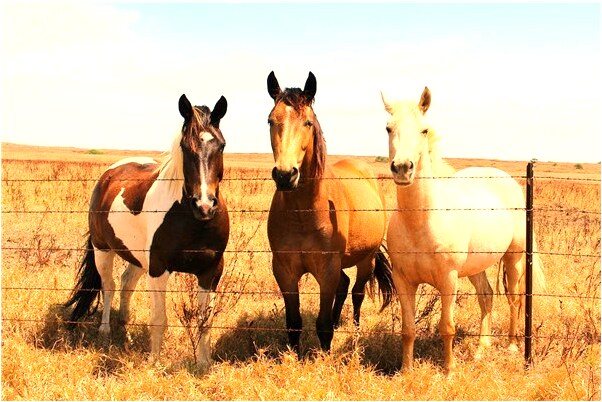 夢到老婆剪頭髮有什麼說法_周公解夢官網