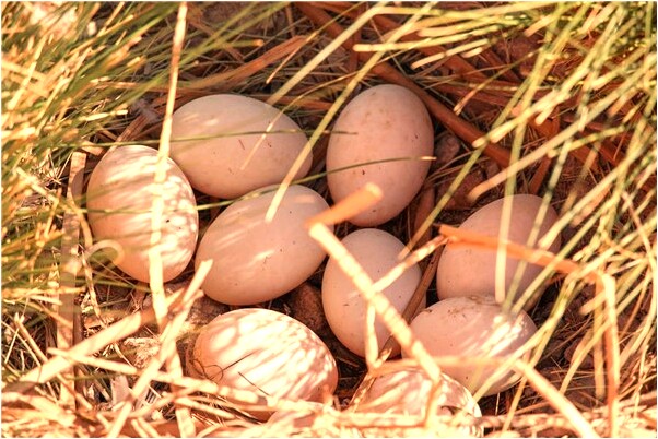 夢到射殺陌生人怎么說_周公解夢官網