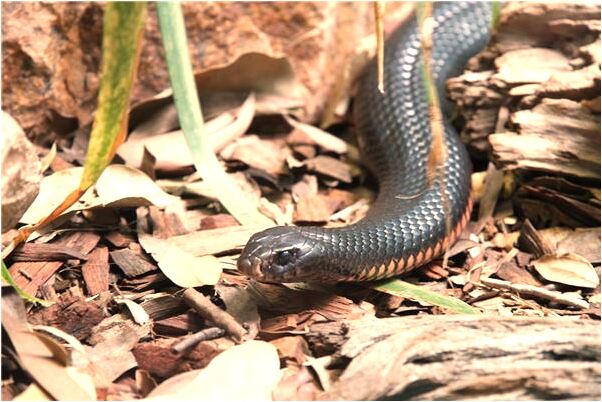 夢到老公逮魚怎么說_周公解夢官網