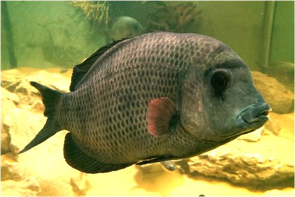 夢到抱著羊飛怎么說_周公解夢官網