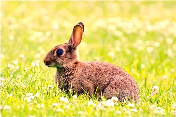 夢到喜歡的人拖自己的手意味著什麼_周公解夢官網