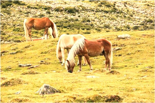 夢見整天保住不認識的女朋友是啥預兆_周公解夢官網