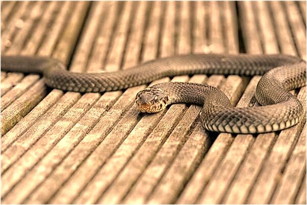 夢見兩眼流血最後失明會有什麼預兆_周公解夢官網