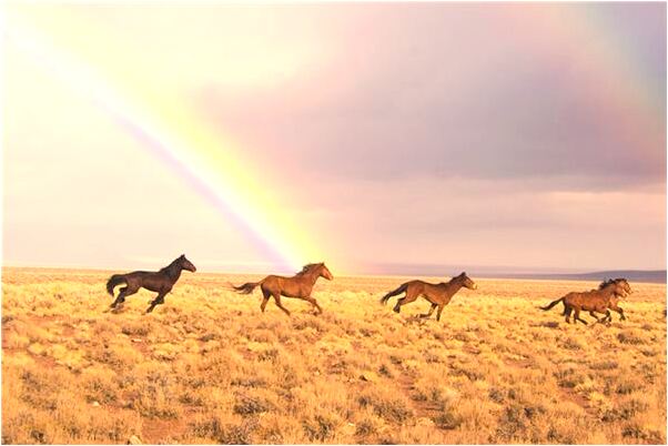 夢見親人走丟預示什麼_周公解夢官網