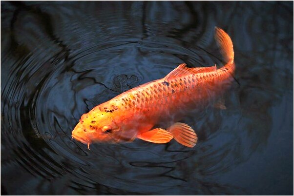 夢見把車摺疊成梯子一樣預示什麼_周公解夢官網