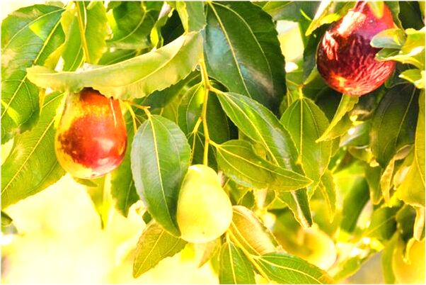 夢到了蛇被凍僵被摔掉預兆了什麼嗎_周公解夢官網