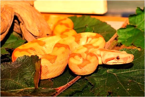 夢見外國朋友請我吃飯有什麼意義嗎_周公解夢官網