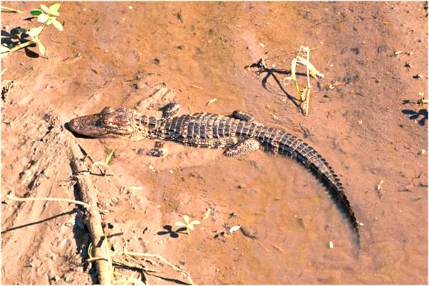 夢到了媳婦懷孕肚子大了有什麼寓意嗎_周公解夢官網