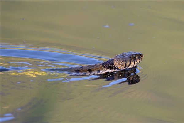 夢到被蛇咬_周公解夢