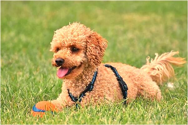 夢到和乾姐睡一張床是凶兆還是吉兆_周公解夢官網