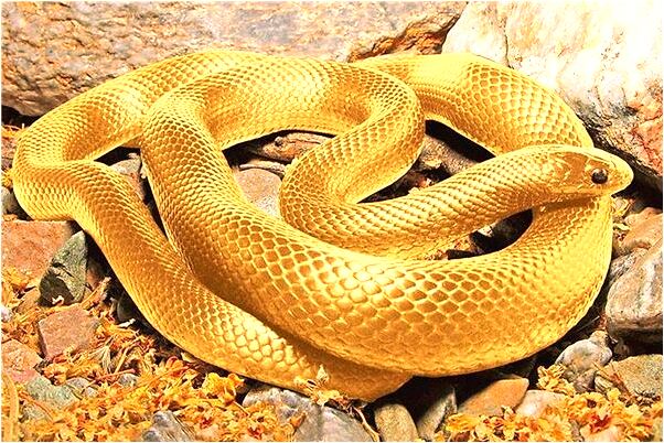 夢見別人嫖娼場面有什麼徵兆_周公解夢官網