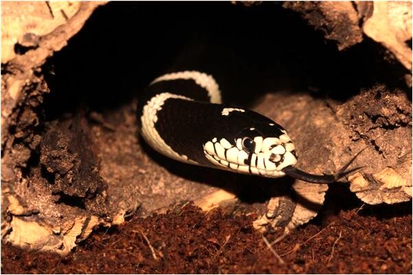 夢見鄰居打我怎么說_周公解夢官網