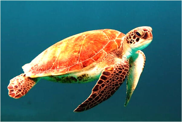 夢到蛇咬右掌心怎么樣_周公解夢官網