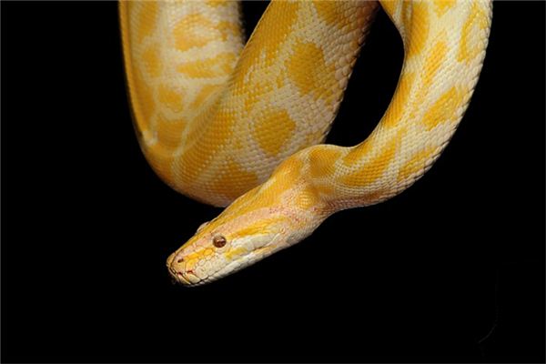 夢見蟒蛇是什麼意思_周公解夢