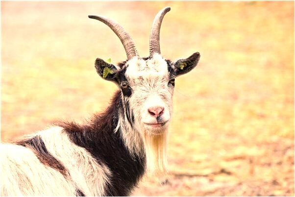 夢見別人有很多珠寶是什麼意思_周公解夢官網