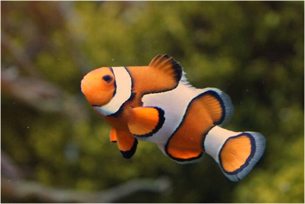 夢見兒子當兵回家什麼預兆_周公解夢官網