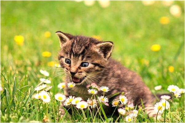 夢到了公車上遇上乾媽有什麼意思嗎_周公解夢官網