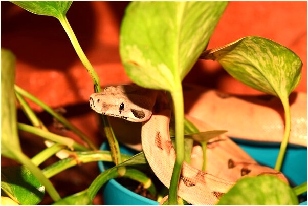 夢到了媽媽忘了自己收著我的鑰匙代表著什麼_周公解夢官網