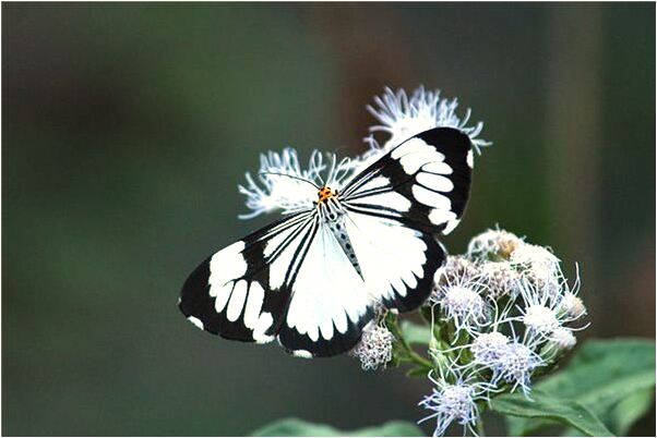 夢到了腳玩女人屁股是什麼徵兆_周公解夢官網