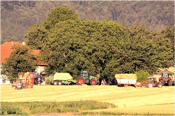 夢見一群親戚照相是咋回事_周公解夢官網