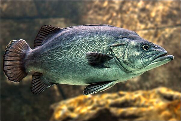 夢到了黃牛從身邊跑過有什麼含義_周公解夢官網