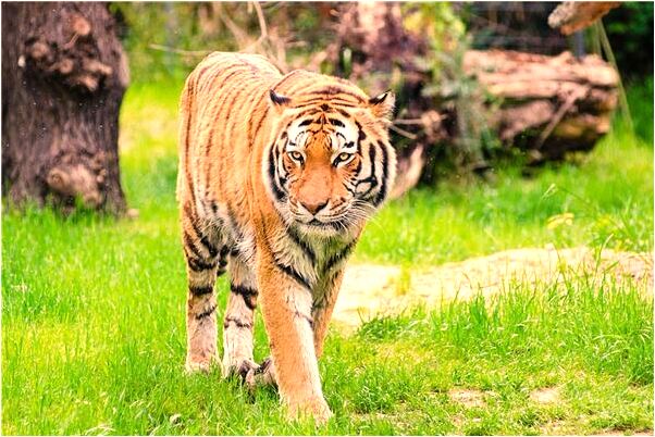 夢到自己媳婦生孩子什麼寓意_周公解夢官網