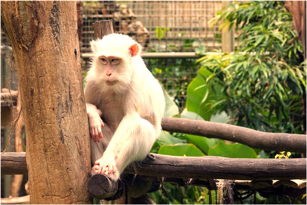 夢到池子裡有蛇在游是什麼意思_周公解夢官網