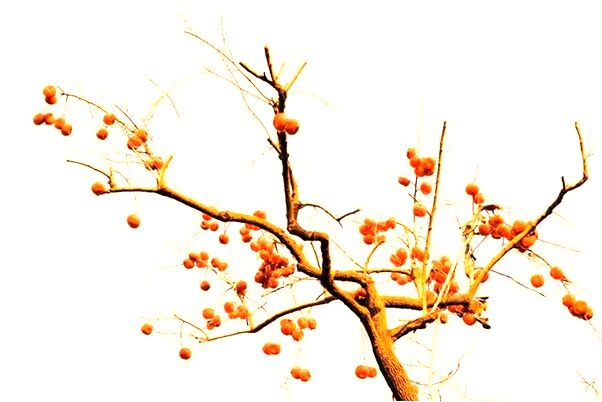 夢見給母親移墳意味什麼_周公解夢官網