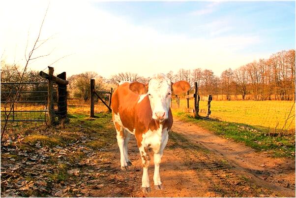 夢見遠方的老姨奶去世是凶兆還是吉兆_周公解夢官網