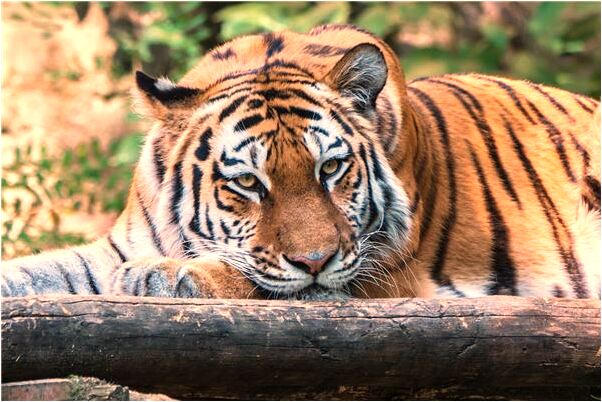 夢到演員在演出怎么樣_周公解夢官網