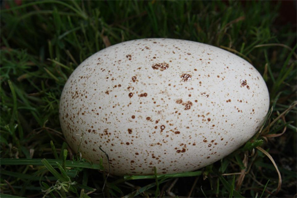 夢見大蛋是什麼徵兆_周公解夢