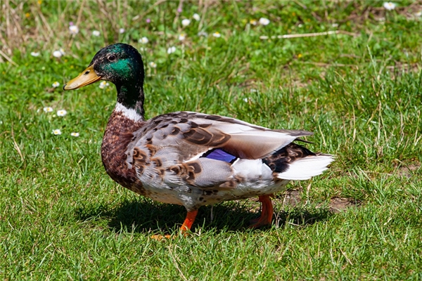 夢到了雞鴨月亮代表著什麼？_周公解夢