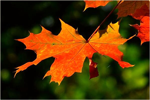 夢到來月經一滴血有什麼含義_周公解夢官網