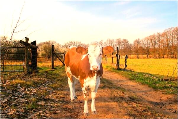 夢到了我們幾個高手一起去闖關什麼寓意_周公解夢官網