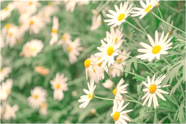 夢見自己家被盜有什麼寓意嗎_周公解夢官網